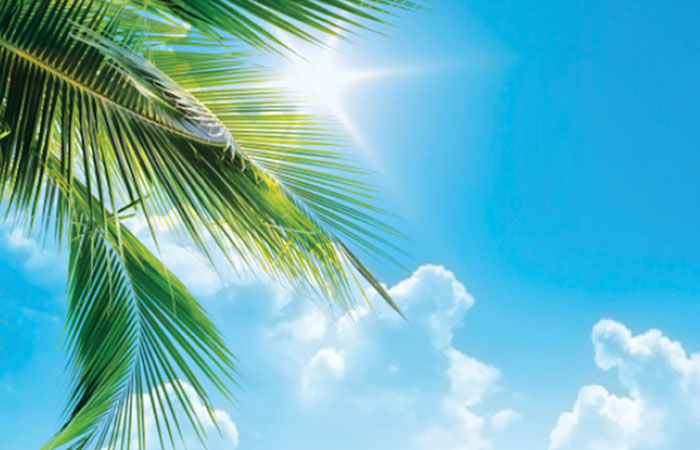 Photo of Sun Shining through Hawaiian Palm Tree